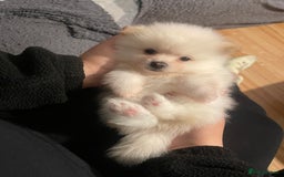 Pomeranian dogs for sale: Beautiful Pomerian Boy  - Image 12