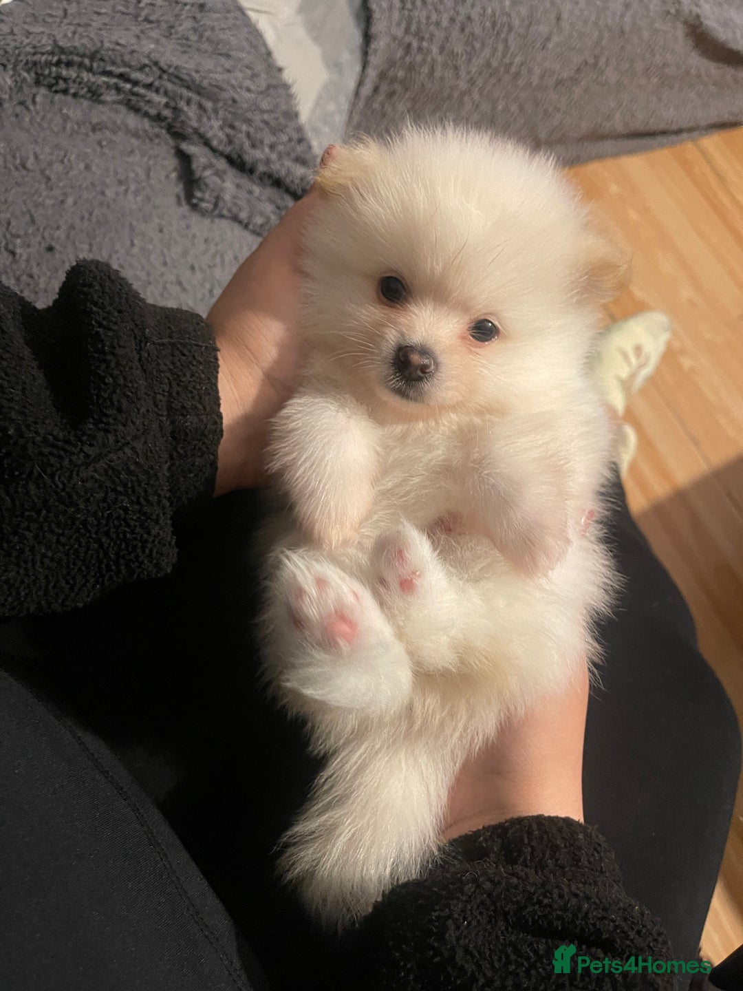 Pomeranian dogs for sale: Beautiful Pomerian Boy  - Image 12