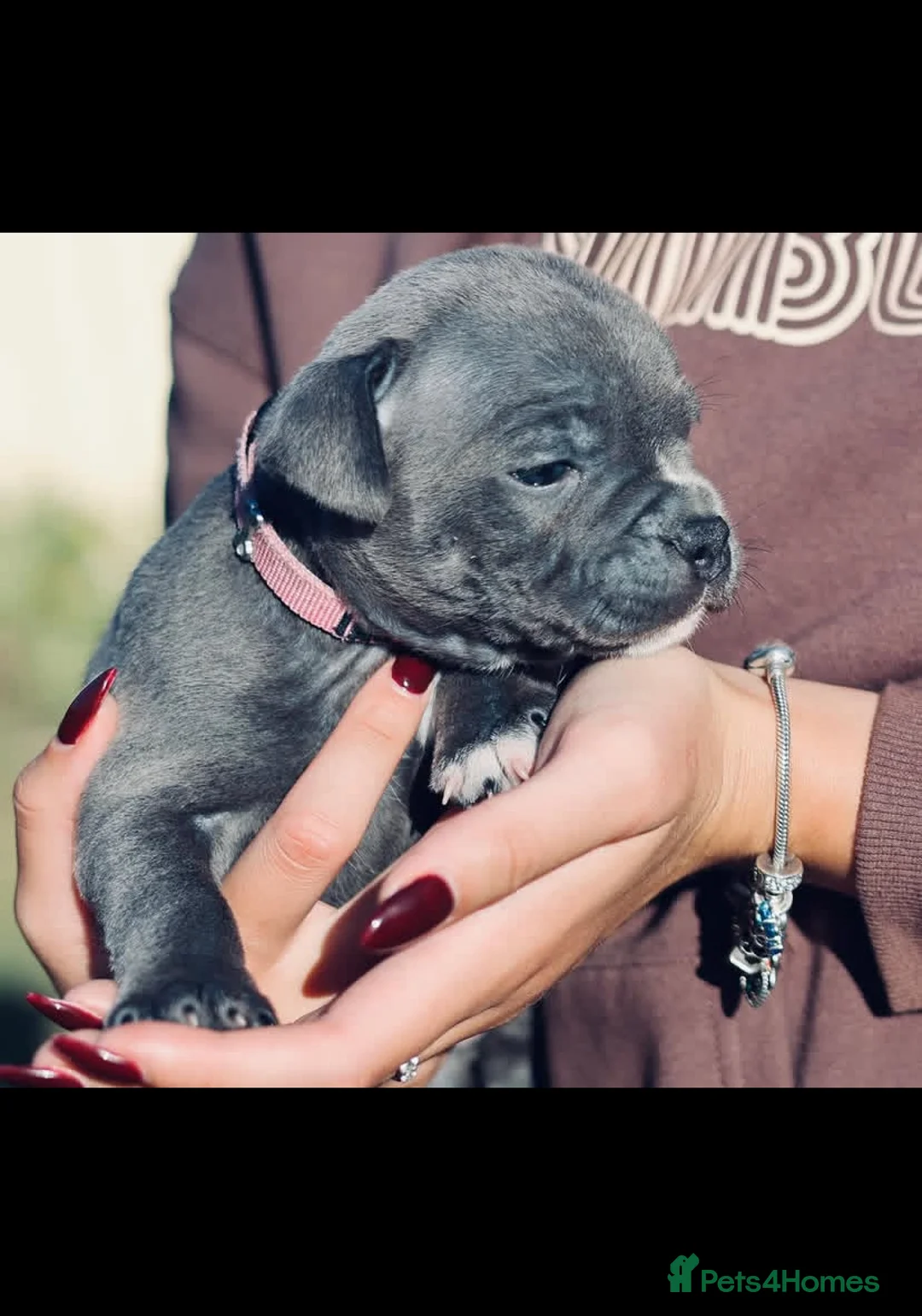 Staffordshire Bull Terrier dogs for sale: %Solid Pure Staffy Puppies Available  in Birmingham - Advert 15