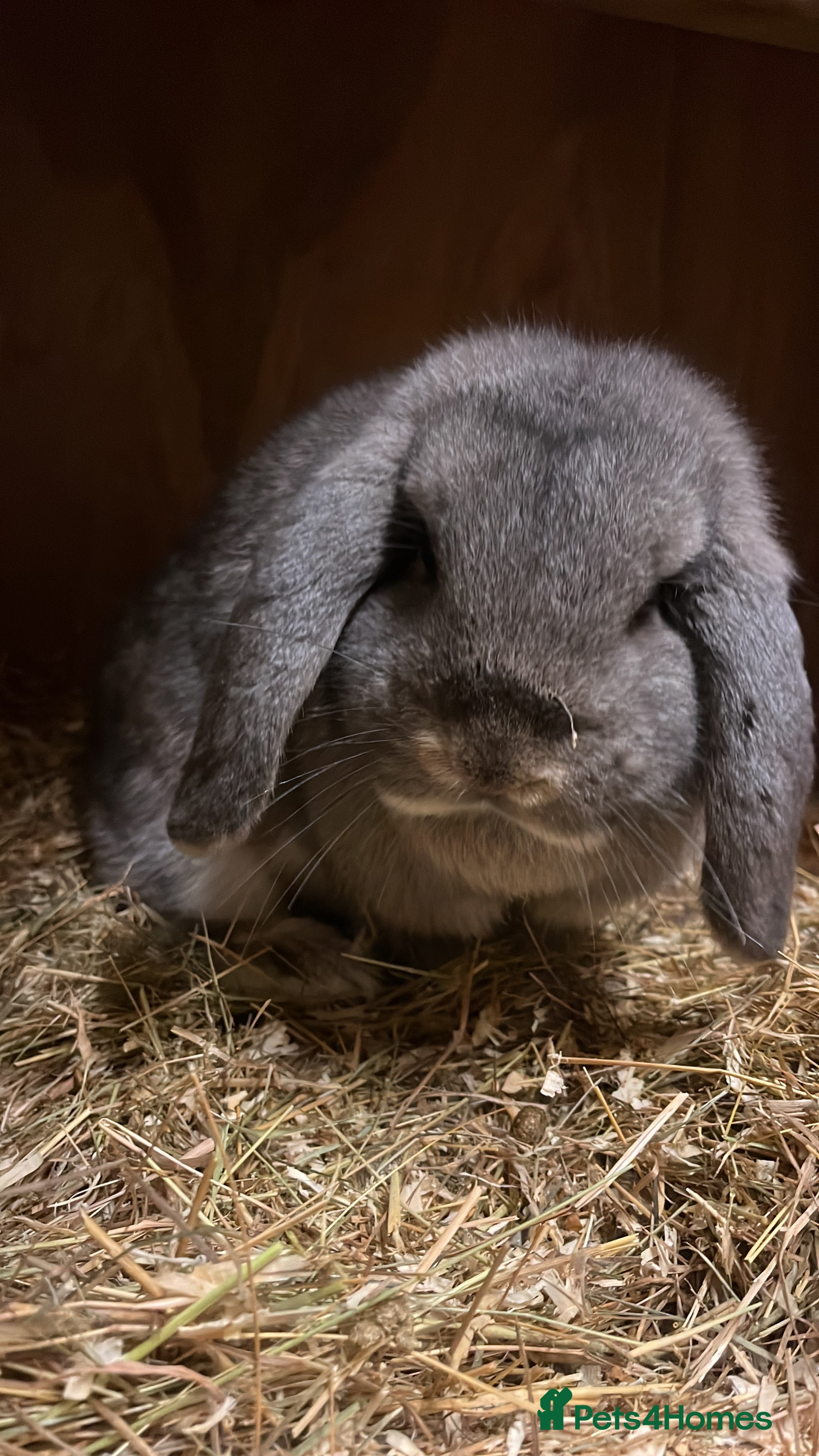 Dwarf Lop rabbits Trio of drawf lop rabbits - Advert 4
