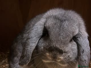 Dwarf Lop rabbits Trio of drawf lop rabbits - Advert 4