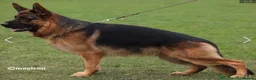 German Shepherd dogs for sale: Exceptional German Shepherd Puppies  - Advert 1