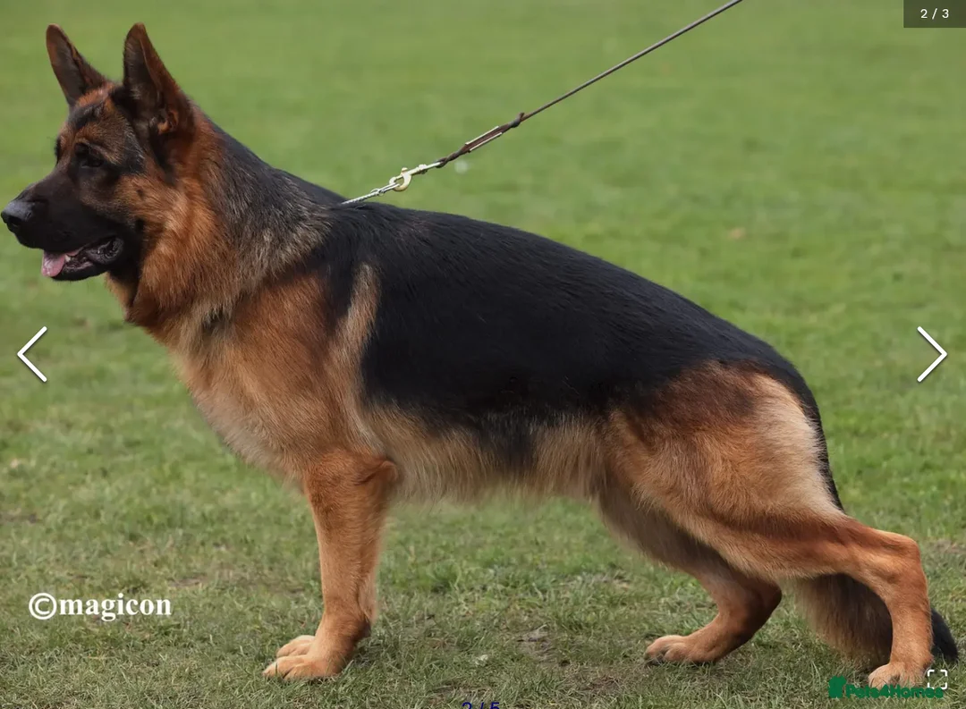 German Shepherd dogs for sale: Exceptional German Shepherd Puppies  - Advert 1