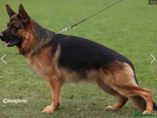 German Shepherd dogs Exceptional German Shepherd Puppies - Advert 1