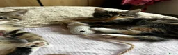 Siberian cats for sale: Tabby girls Siberian mix - Advert 13