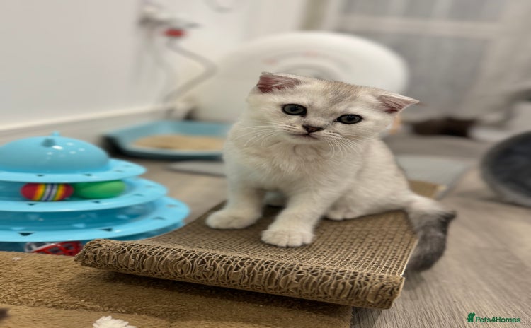 Scottish Fold cats - Advert 9