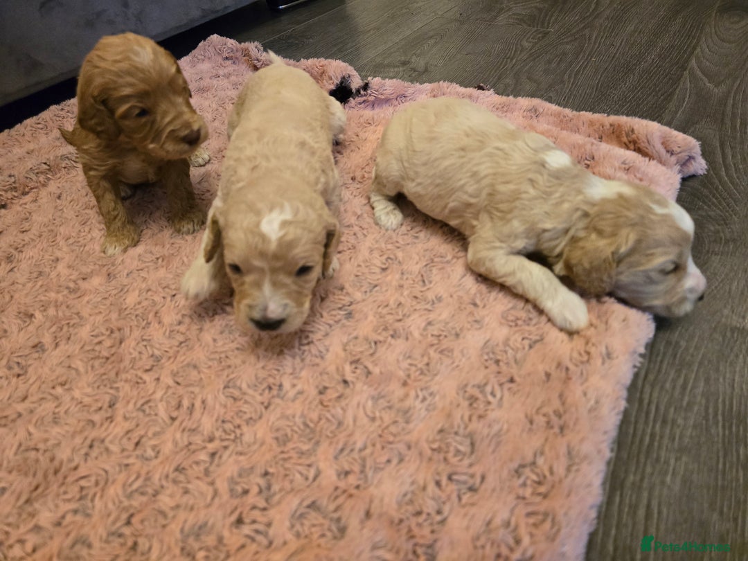 Goldendoodle dogs for sale: Goldendoodle🐶 - Advert 5