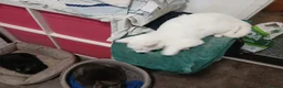 Mixed Breed cats for sale: Stolen  in Feltham - Advert 4
