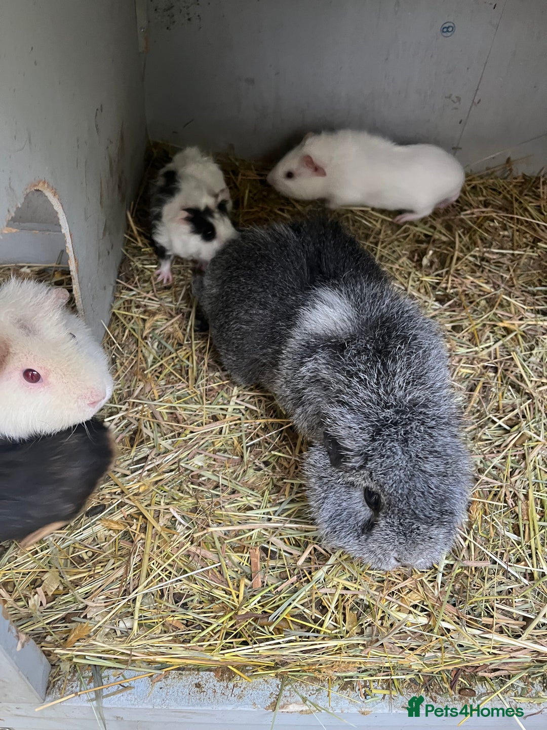 Guinea Pig rodents for sale: Baby guinea pigs - Advert 4
