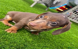 Miniature Dachshund dogs for sale: Miniature Dachshund puppies  - Image 2