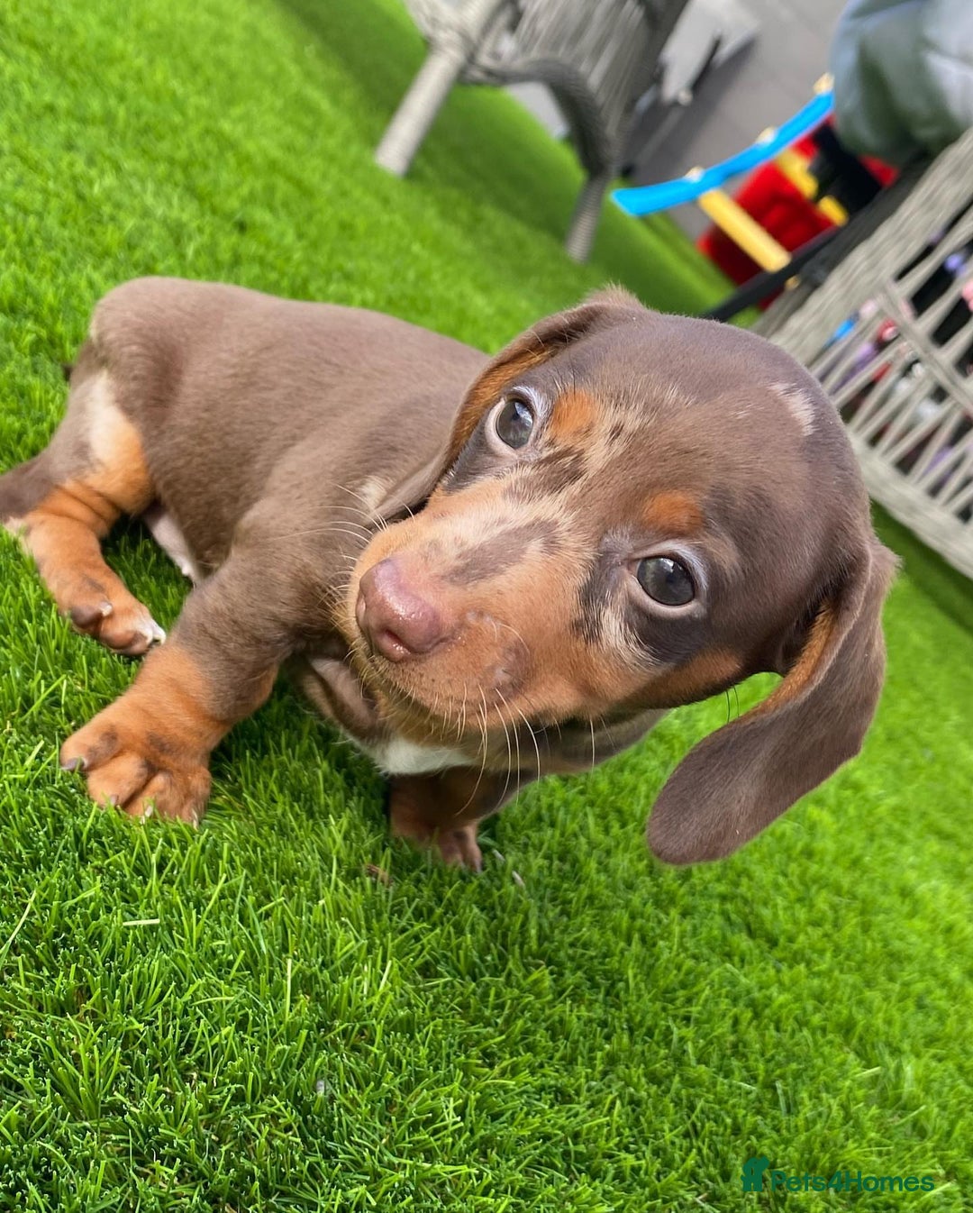 Miniature Dachshund dogs for sale: Miniature Dachshund puppies  - Image 2