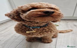 Cockapoo dogs for sale: F1 Cockapoo pups for sale  - Image 18