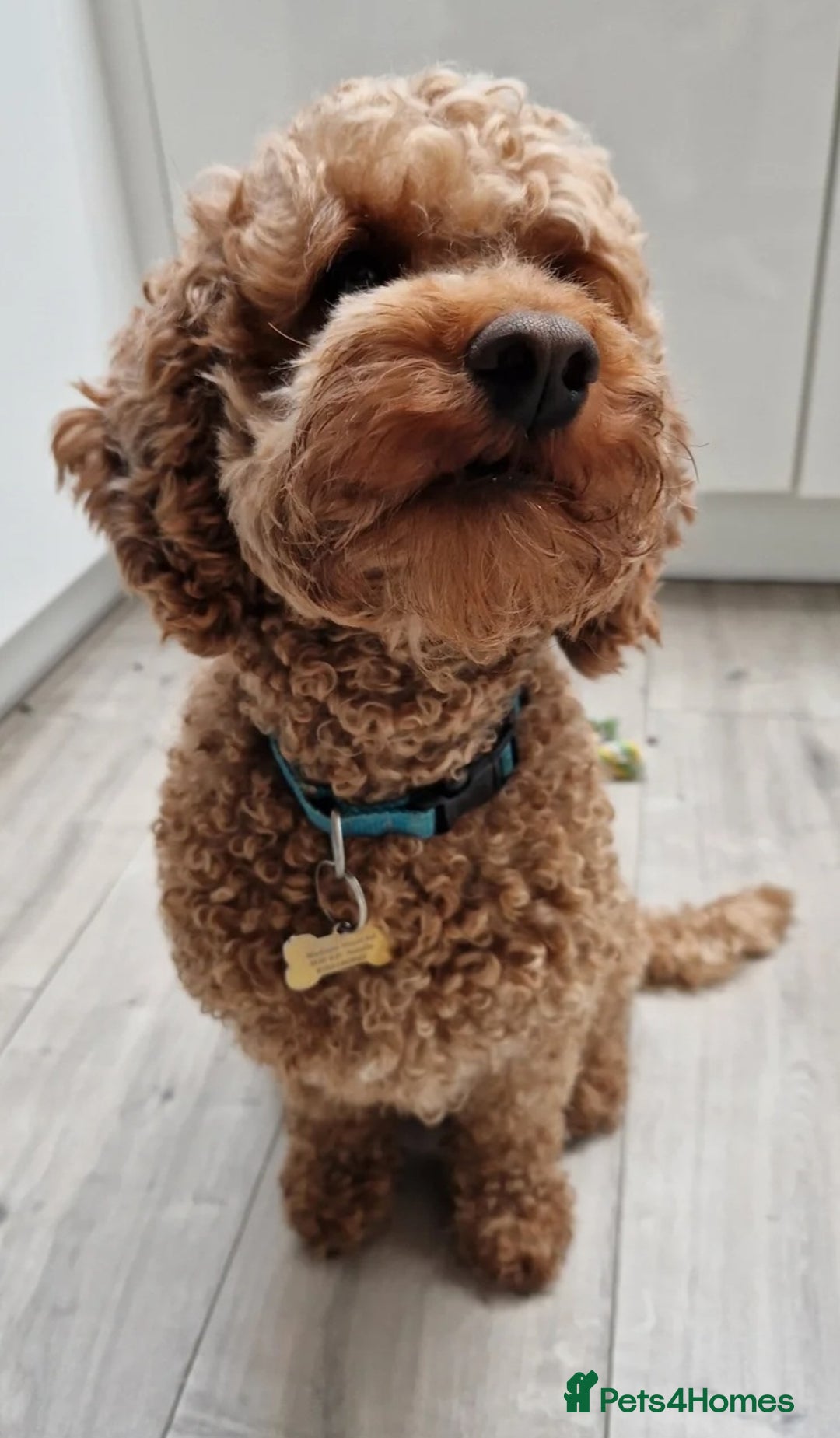 Cockapoo dogs for sale: F1 Cockapoo pups for sale  - Image 18