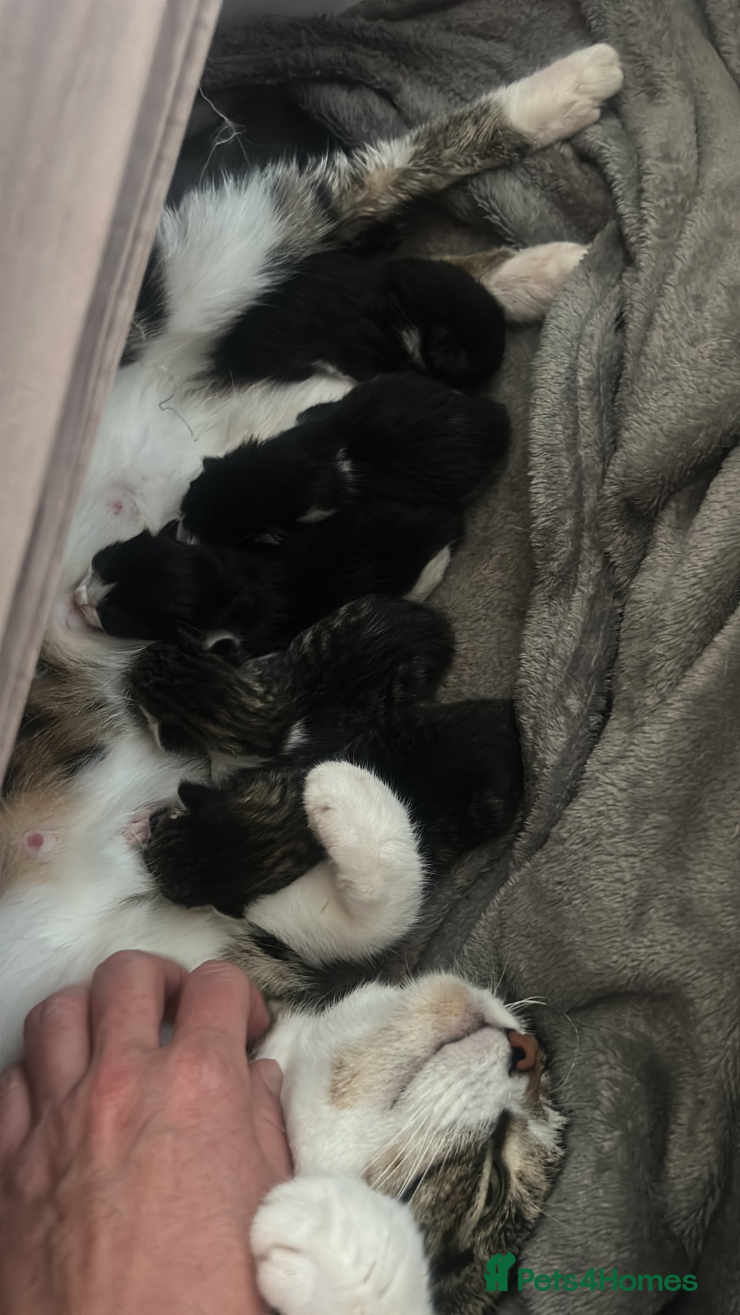 British Shorthair cats for sale: 2 males, 2 females  - Image 6