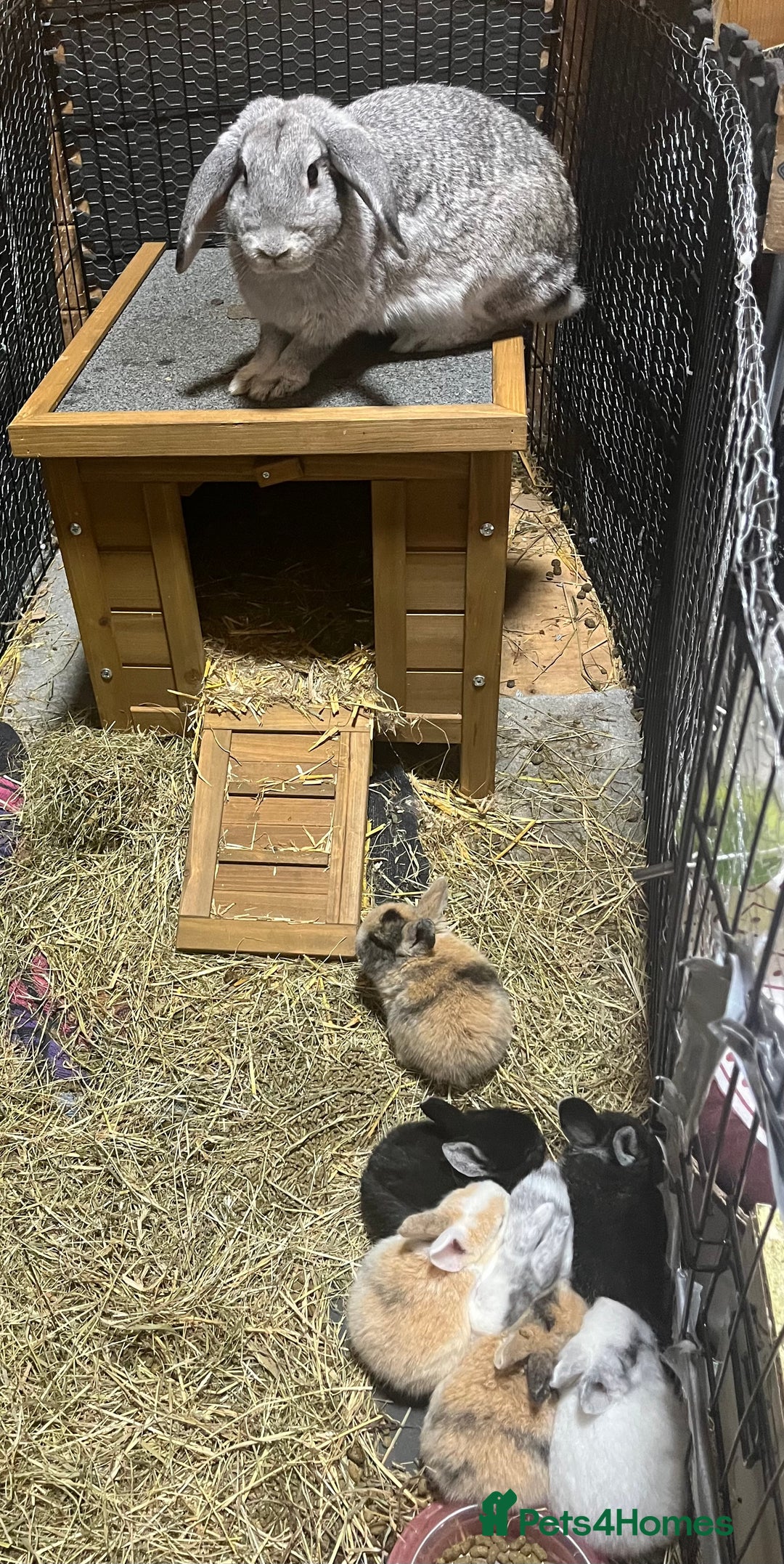 Dwarf Lop rabbits for sale: Beautiful litter of baby bunnies. - Advert 9