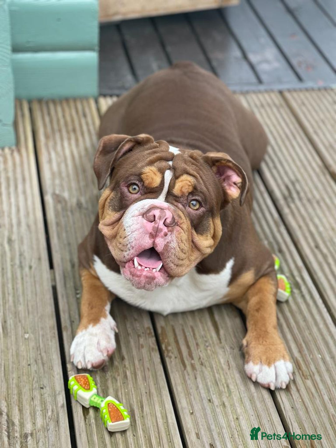 English Bulldog dogs for stud: STUD FOR HIRE - Advert 5