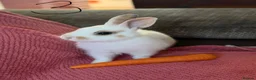Netherland Dwarf rabbits for sale: 3 Netherland Dwarf Rabbits 🐰 - Advert 8