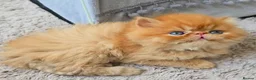 Persian cats for sale: Little Clouds of Softness–Persian Kittens for Sale in Norwich - Advert 5