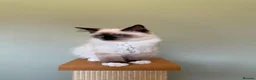 Ragdoll cats for sale: Beautiful Ragdoll Kittens - Advert 7