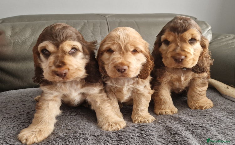 Cocker Spaniel dogs - Advert 3