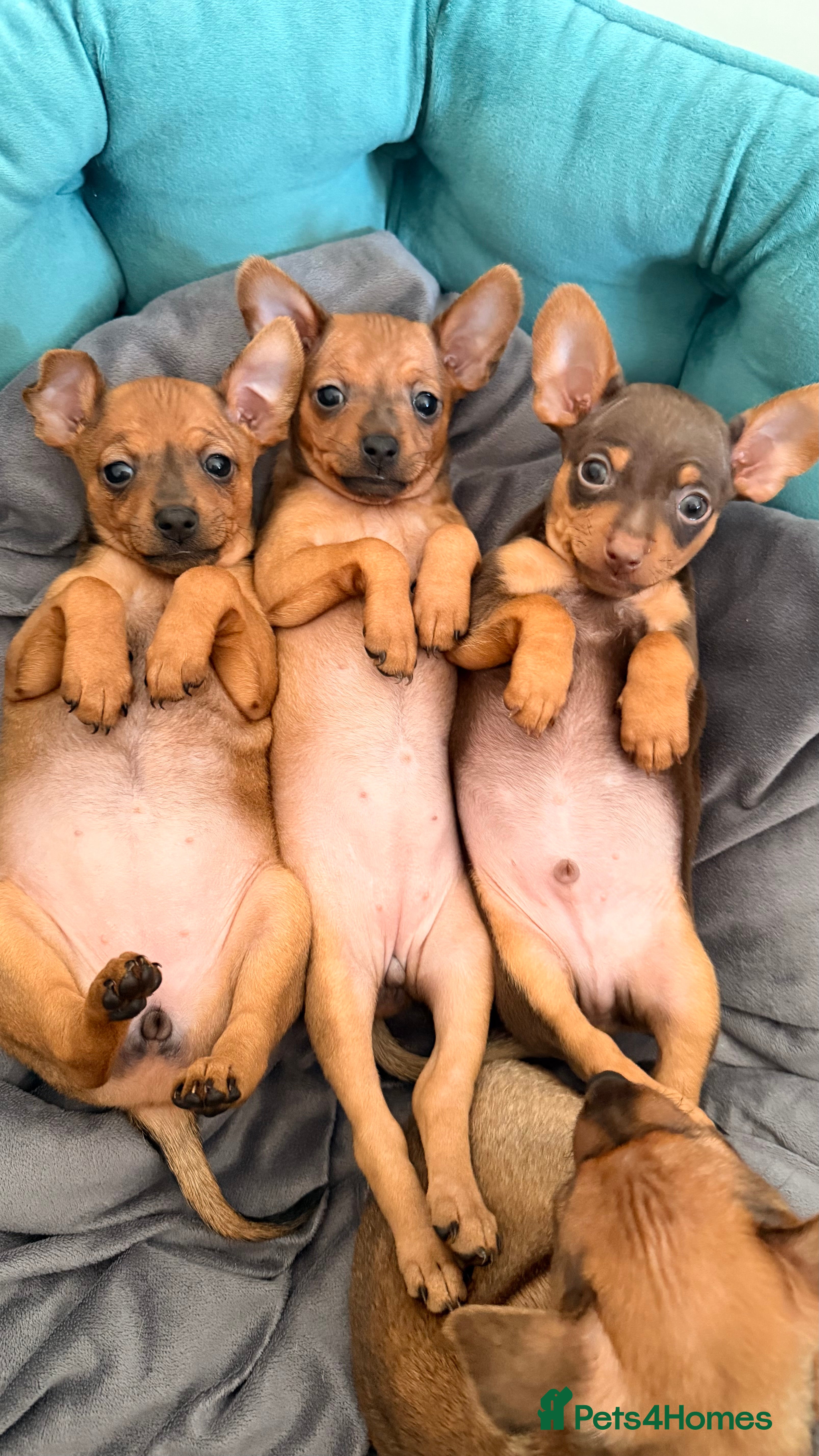 Russian Toy Terrier dogs KC registered Russian Toy Terrier with references  - Advert 1