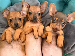 Russian Toy Terrier dogs for sale: KC registered Russian Toy Terrier with references - Advert 2