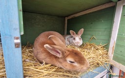 Rex rabbits for sale: Gorgeous breeding pair of mini rexes- £50 per pair - Image 5