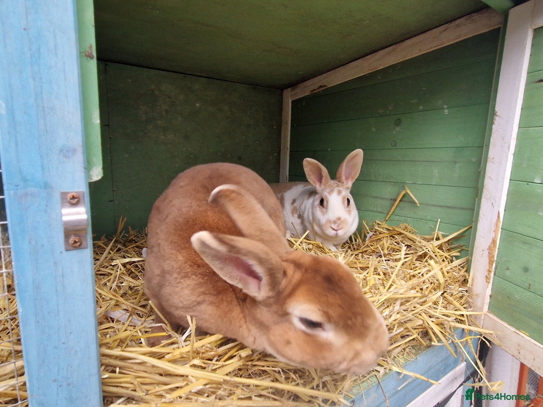 Rex rabbits for sale: Gorgeous breeding pair of mini rexes- £50 per pair - Image 5