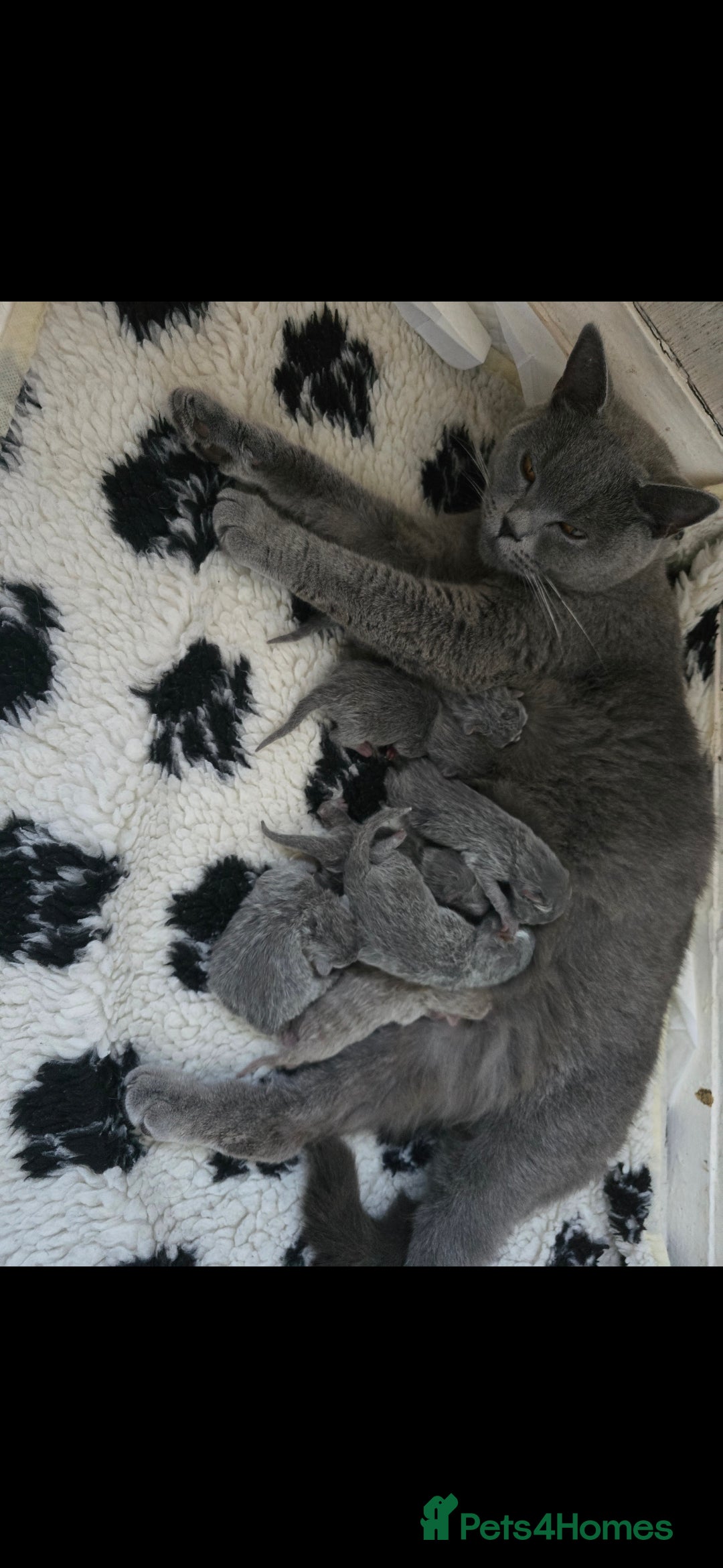 British Shorthair cats for sale: 3 beautiful bsh female kittens available  - Image 6