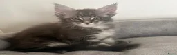 Maine Coon cats for sale: Gorgeous Maine Coon kittens - Advert 7