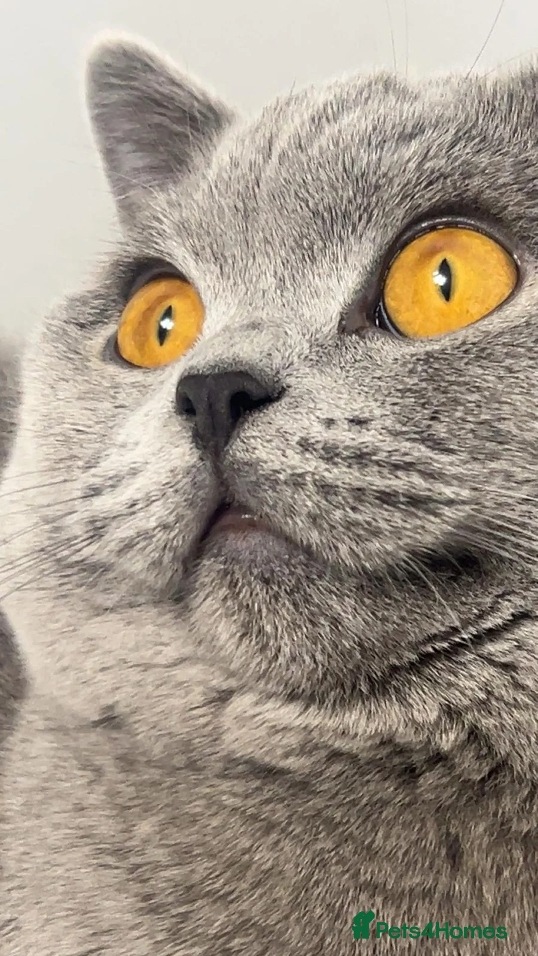 British Shorthair cats for sale: 10 month old Make British Shorthair  - Advert 3
