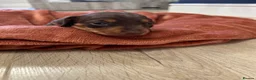 Miniature Dachshund dogs for sale: Champion line miniature dachshunds KC REG PRACLEAR - Advert 24