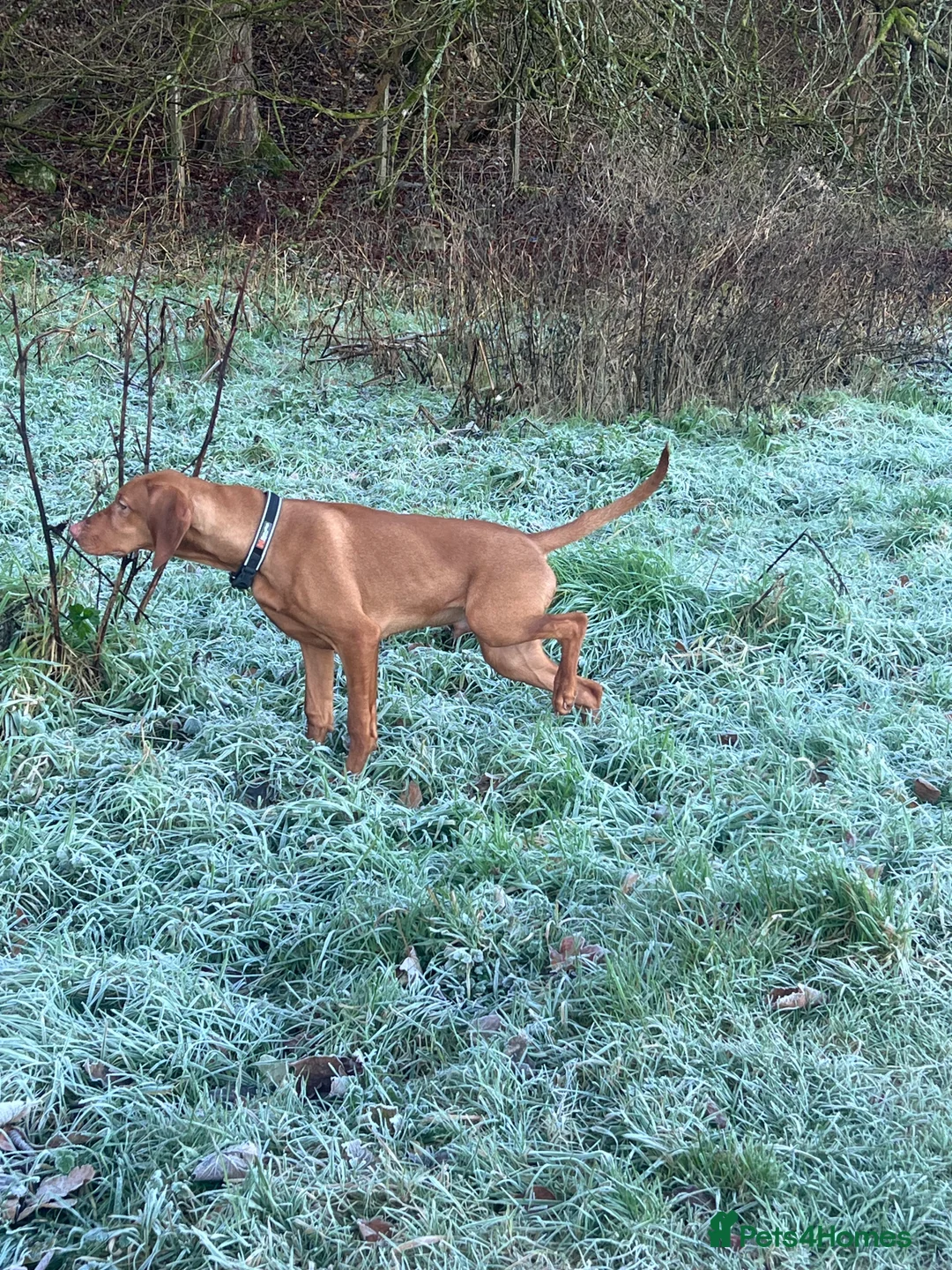 Hungarian Vizsla dogs for stud: Thor * Hungarian & Slovenian Champion bloodlines  - Advert 2