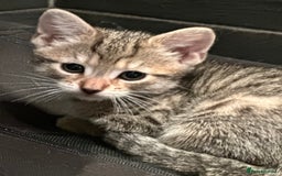 Mixed Breed cats for sale: Placid Tabby Girls  - Image 6