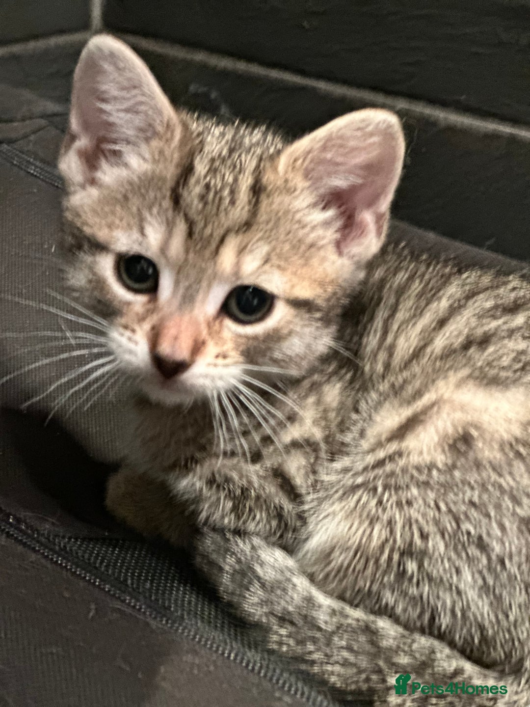 Mixed Breed cats for sale: Placid Tabby Girls  - Image 6