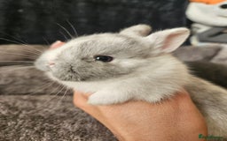 Netherland Dwarf rabbits for sale: Blue and Magpie boys - Advert 8