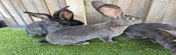 Continental Giant rabbits for sale: Continental Giants  - Advert 5