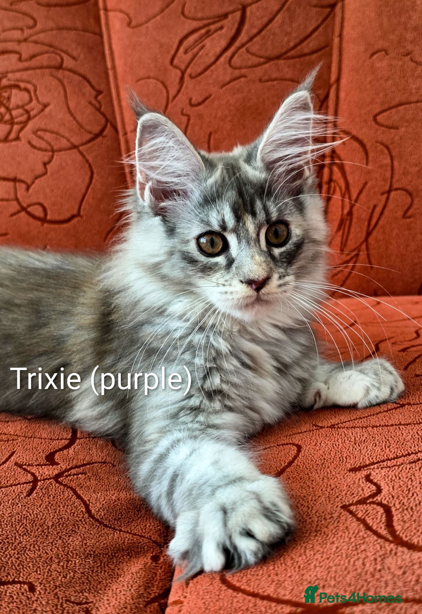 Maine Coon cats READY NOW GCCF Registered Maine Coon Kittens - Advert 5