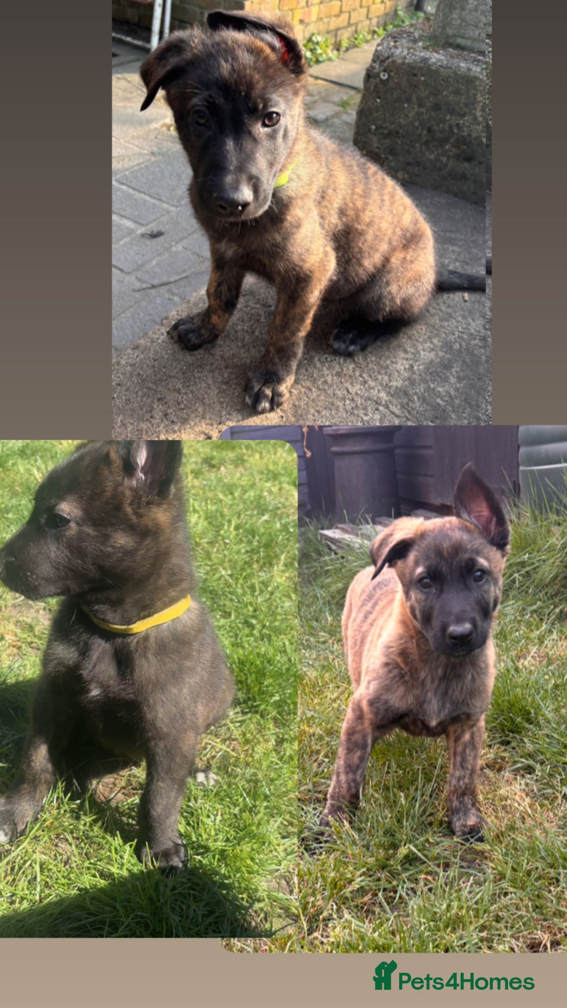 Mixed Breed dogs READY TO GO Dutch ShepardxBelgian malinois puppies - Advert 3