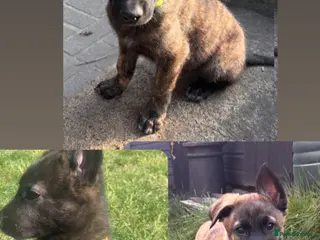 Mixed Breed dogs READY TO GO Dutch ShepardxBelgian malinois puppies - Advert 11