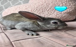 Rex rabbits for sale: 🐰 Beautiful mini rex babies 🐰 - Image 10