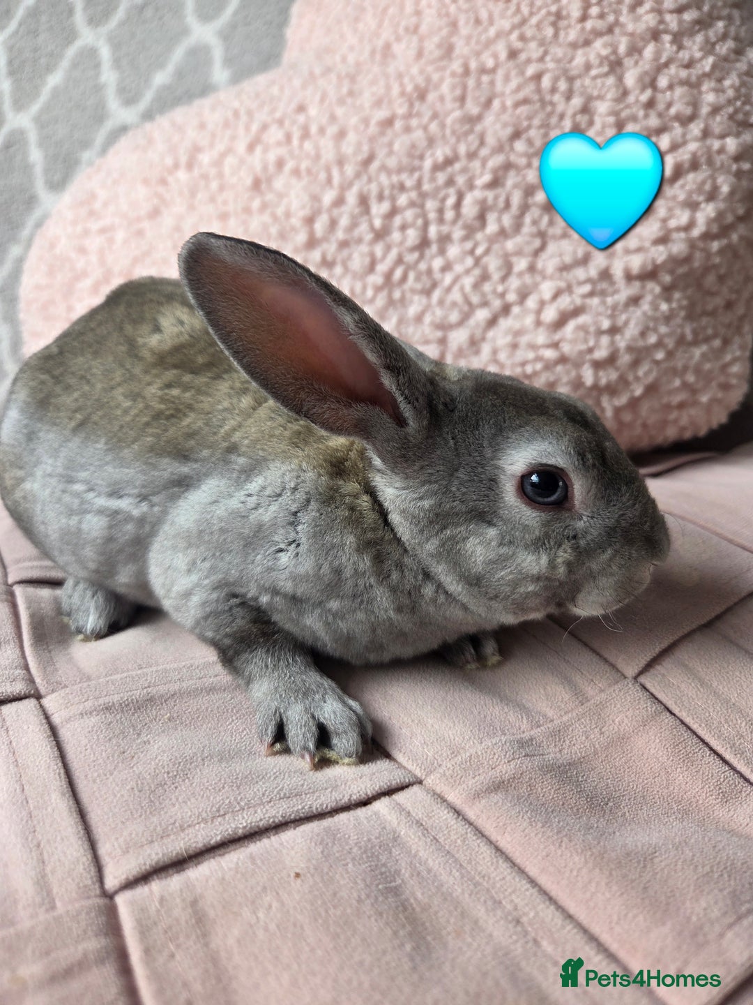 Rex rabbits for sale: 🐰 Beautiful mini rex babies 🐰 - Image 10