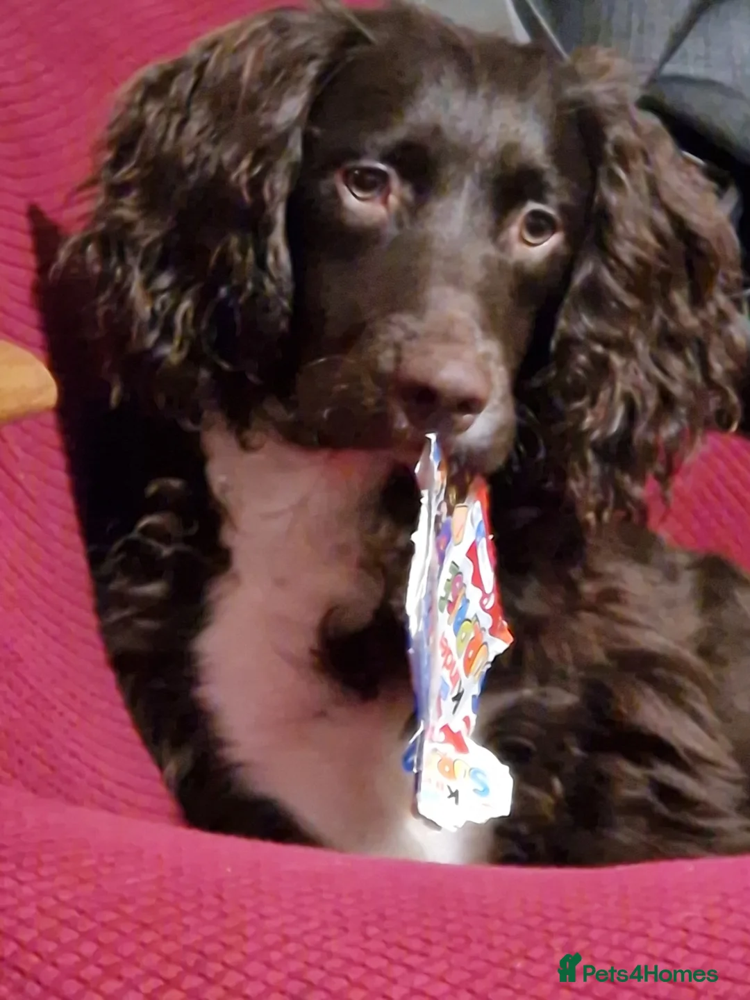 English Springer Spaniel dogs for sale: Kingsley  - Advert 2