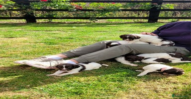 English Springer Spaniel dogs - Advert 3