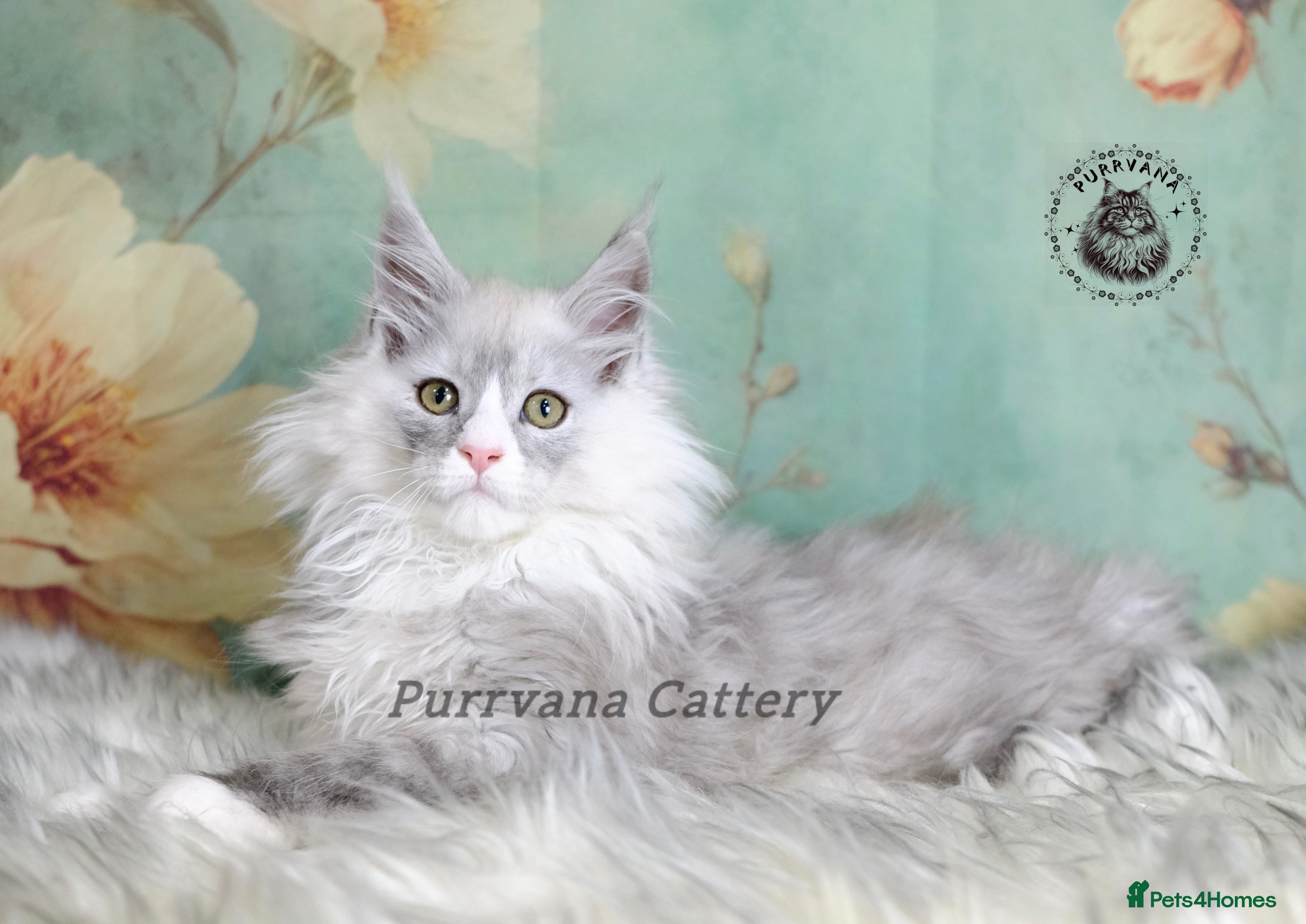 Maine Coon cats TICA registration Stunning Maine coon kittens - Advert 5