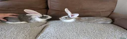Continental Giant rabbits for sale: Beautiful Conti babies  - Advert 1
