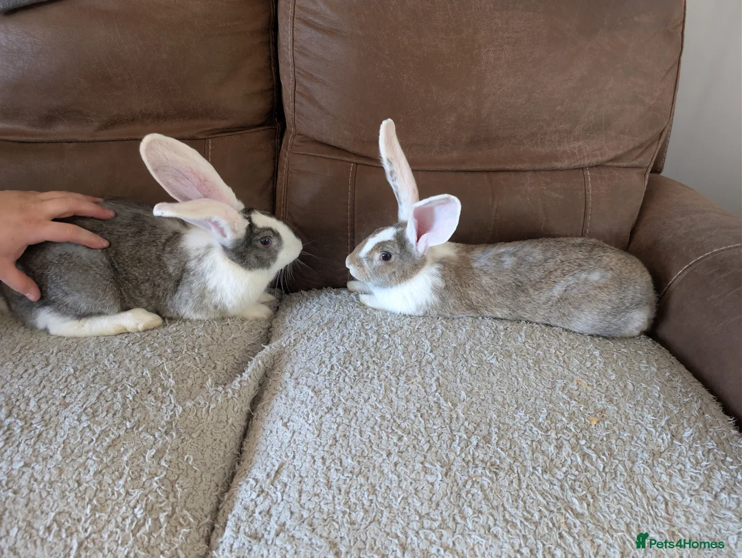 Continental Giant rabbits for sale: Beautiful Conti babies  - Advert 1