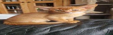Abyssinian 4