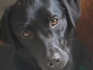 Borador dogs Raven - Advert 1
