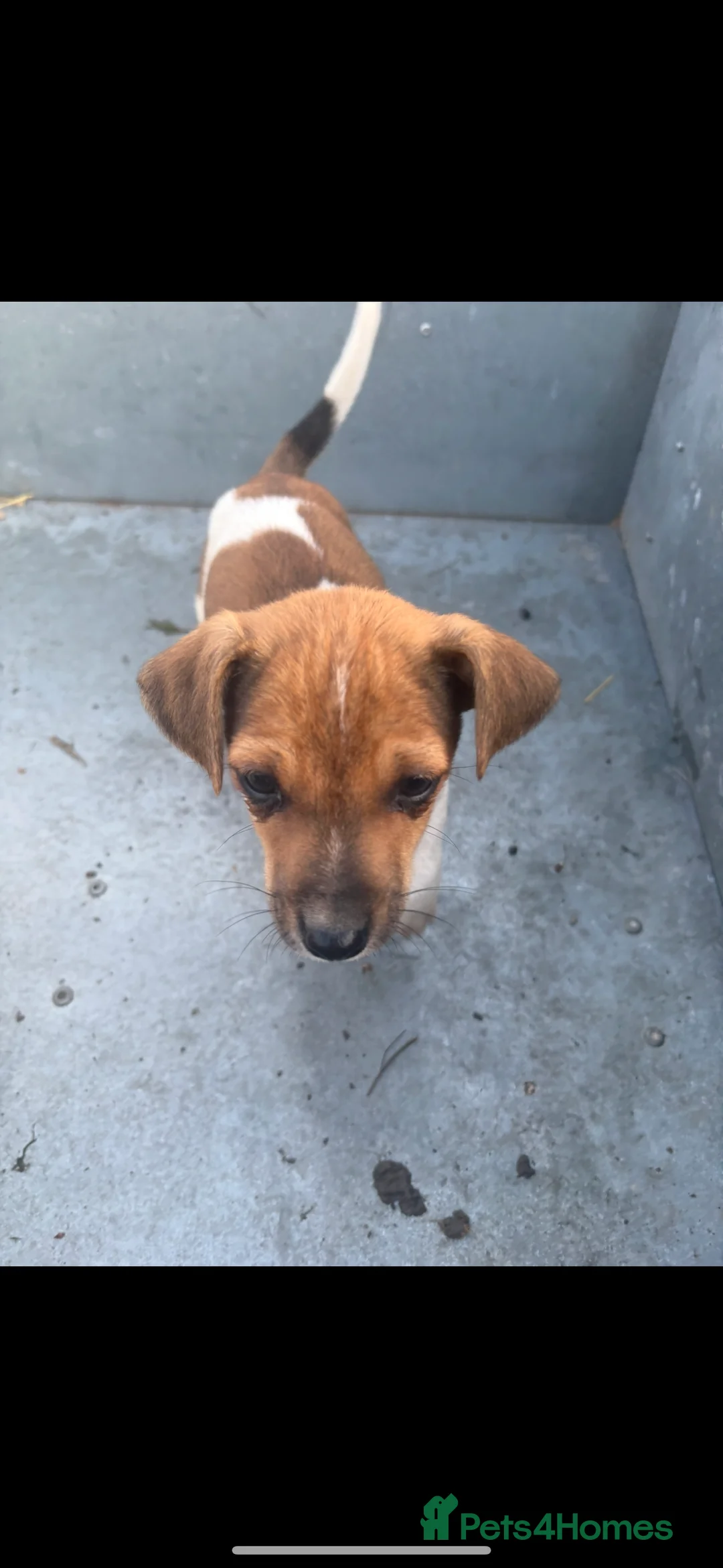 Jack Russell dogs for sale: 6 beautiful Jack russle puppies  - Advert 2